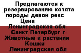 Предлагаются к резервированию котята породы девон-рекс.  › Цена ­ 10 000 - Ленинградская обл., Санкт-Петербург г. Животные и растения » Кошки   . Ленинградская обл.,Санкт-Петербург г.